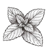 Peppermint