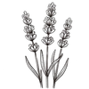 True Lavender