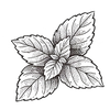 Patchouli