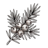 Juniper Berry
