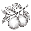 Bergamot