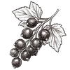 Black Currant