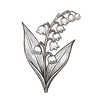 Lily of the Valley