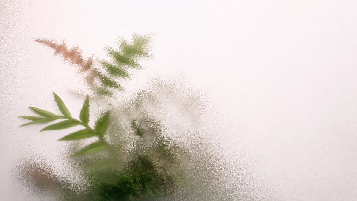 Fern After Rain