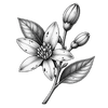 Neroli Blossom