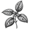 Sweet Basil