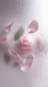 Wild Rose